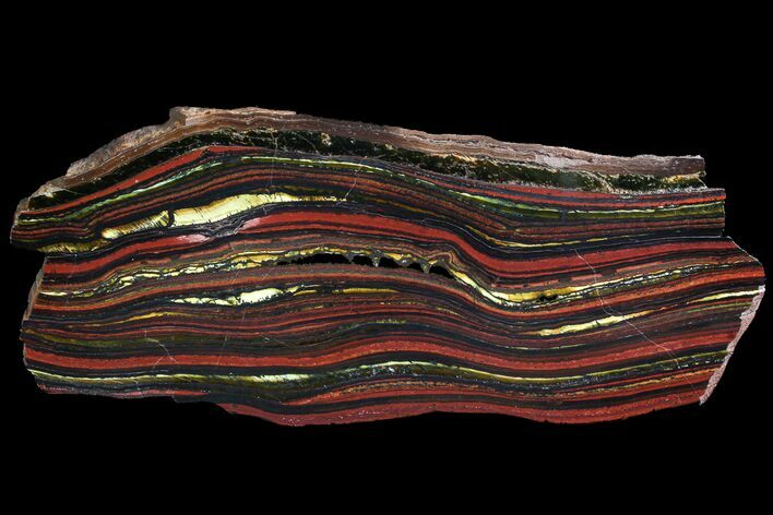 Polished Tiger Iron Stromatolite - ( Billion Years) #92980